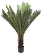 Pianta Palma Cycas 120 cm - immagine 2