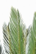 Pianta Palma Cycas 120 cm - immagine 3