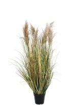 Pianta Gynerium Pampas 120 cm - immagine 2