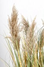 Pianta Gynerium Pampas 120 cm - immagine 3