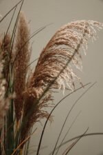 Pianta Gynerium Pampas 120 cm - immagine 4